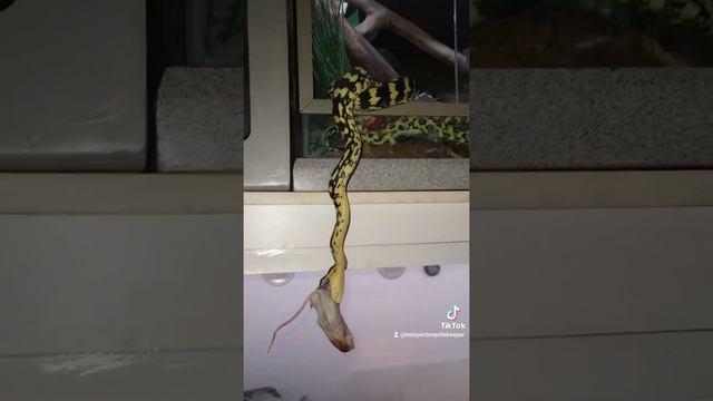 Morelia spilota #reptiles #reptilesofinstagram #boas #snakes смотреть онлайн