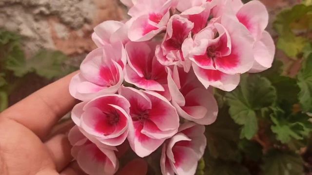 mi colección de geranios hortorum o geranios pequeños смотреть онлайн