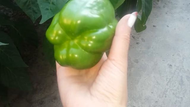 Удобрение перца куриным помётом. Быть или не быть, удобрять или не удобрять. смотреть онлайн