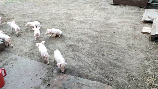 Поросятам- гибридам 16 суток. Мама-ландрас, папа-дюрок.