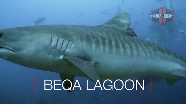 Fiji Tiger Shark Dive смотреть онлайн