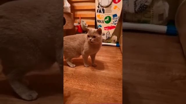 котики и их реакция на расчески,а вы пробовали так со своими? смотреть онлайн