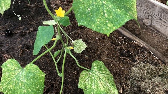 Крик души. Паутинный клещ в теплице!!! смотреть онлайн