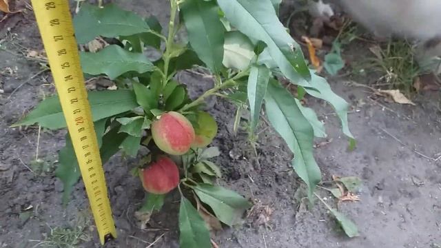 Карликовый нектарин смотреть онлайн