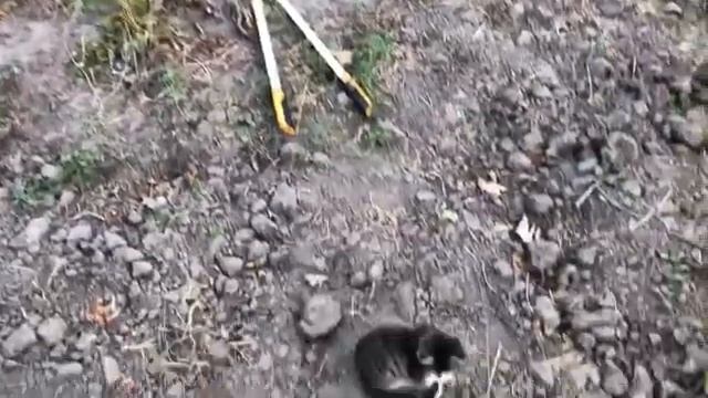 Посадили Стручковую Фасоль ? Вырастили / и продали ?Наш опыт и результат смотреть онлайн