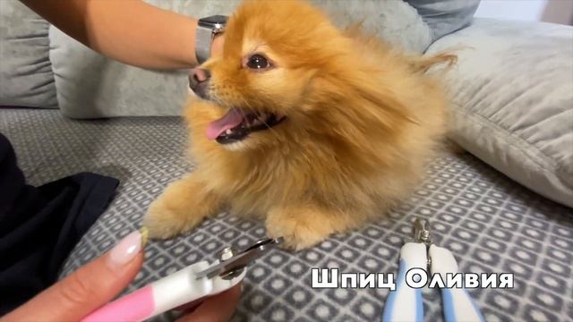 Вязка шпица Бэллы. Удобный когтерез для собак и кошек. Собака поет смотреть онлайн