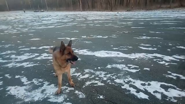 Топ 10 причин почему собака тянет поводок и как это исправить смотреть онлайн