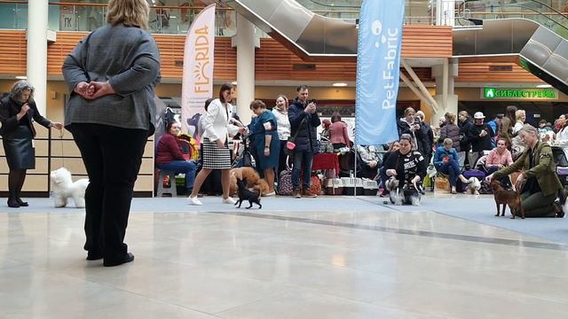 29.01.2023, СПб. Клуб "Ассамблея". Выставка собак САС 9 группы FCI смотреть онлайн