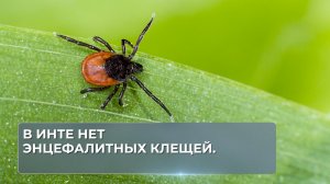 В Инте нет энцефалитных клещей.