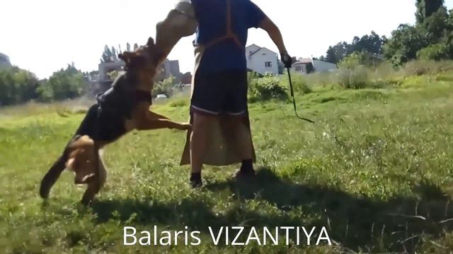 Баларис в атаках / Один день из жизни питомника смотреть онлайн