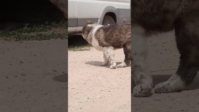 Щенок Кавказской Овчарки, почти 4 месяца смотреть онлайн