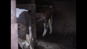 Рацион кормления бычков в 8 месяцев