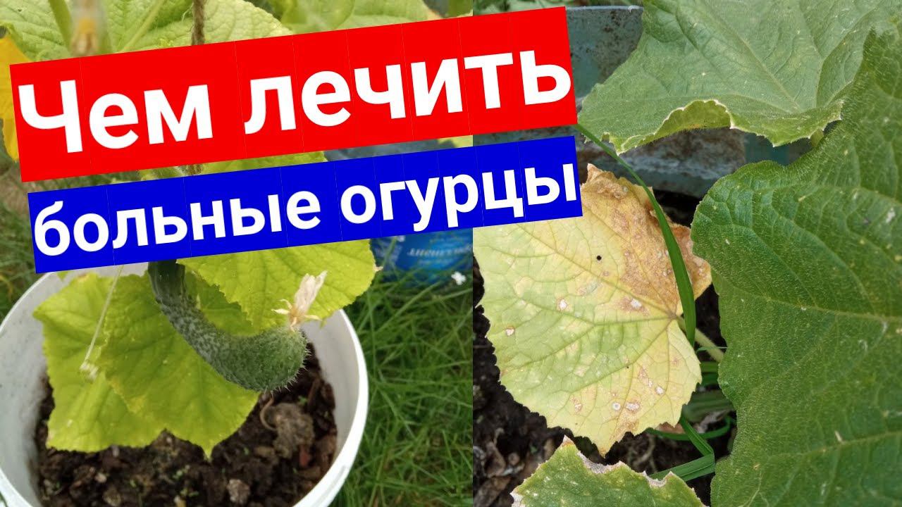 Чем болеют огурцы. Болезни огурцов в теплице и открытом грунте смотреть онлайн