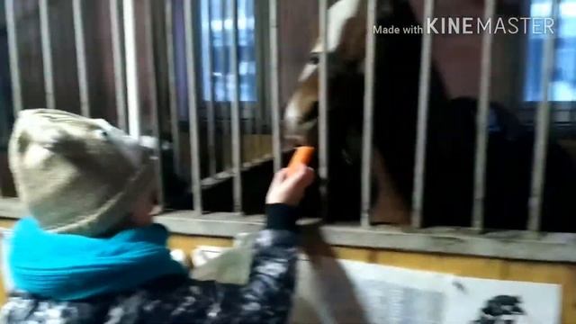 Учимся запрягать лошадь ?? смотреть онлайн