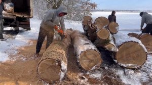 100 річні дуби на дрова.Бензопила STIHL MS361??????