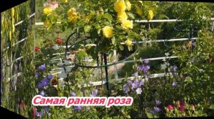 250 сортов роз. Какая из них самая ранняя? Штамбовые розы.