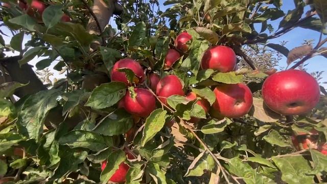 с.Тецканы Молдова.Яблоневый сад с богатым урожаем.2023 год смотреть онлайн