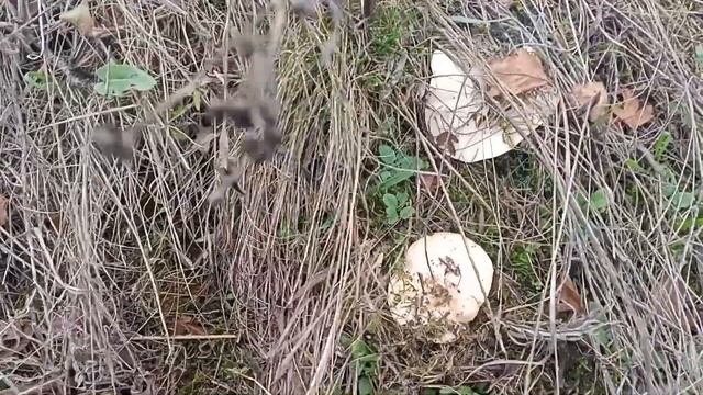 ЗА ГРИБАМИ ПО СТАРЫМ МЕСТАМ СИНЕНОЖКА и ЗИМНИЕ ОПЯТА #грибы #тихаяохота #опята