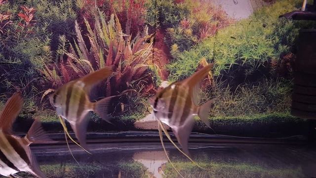 Альтум Ориноко. Кормление аквариумных рыб аулофорусом. смотреть онлайн