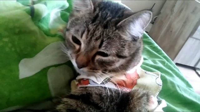 Кошка в первый день после стерилизации смотреть онлайн