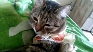 Кошка в первый день после стерилизации