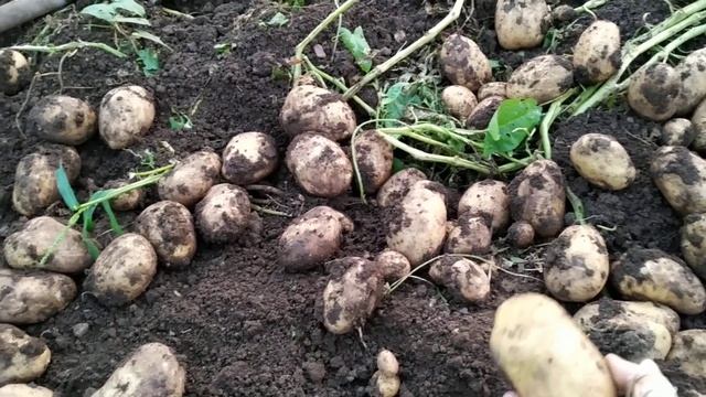 Картофель 2019: сорта родриго и колетте смотреть онлайн