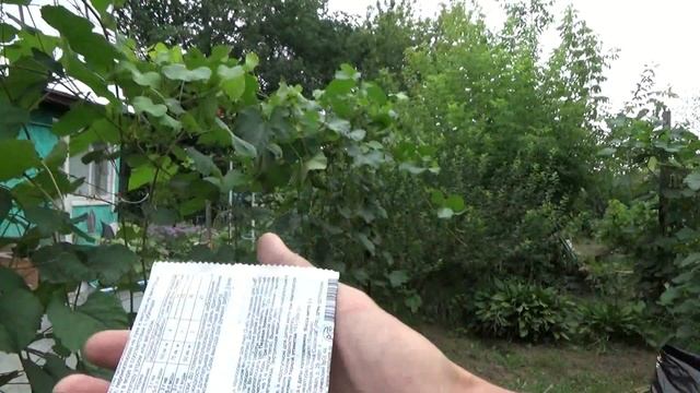 Профилактика от Мильдью на Винограде . смотреть онлайн