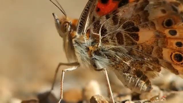Butterflies - music sketch смотреть онлайн
