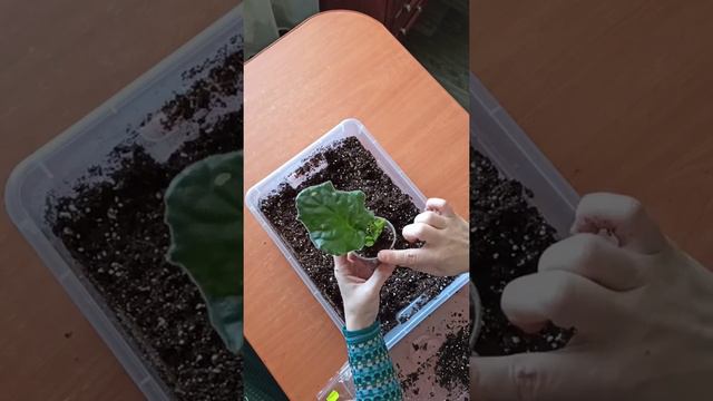 Пересаживание укорененного черенка фиалки из зип-пакетика в стаканчик. смотреть онлайн