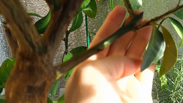 Какой кумкват вкуснее. Кумкват Мейва. Кумкват Тондо. смотреть онлайн