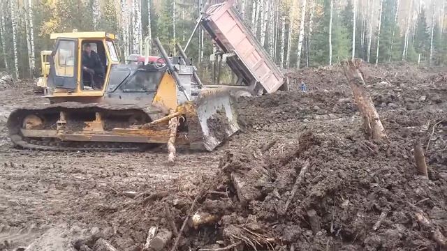 Работа бульдозера болотохода Б10МБ П на расчистке просеки смотреть онлайн
