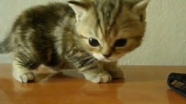 Черный мрамор на золоте