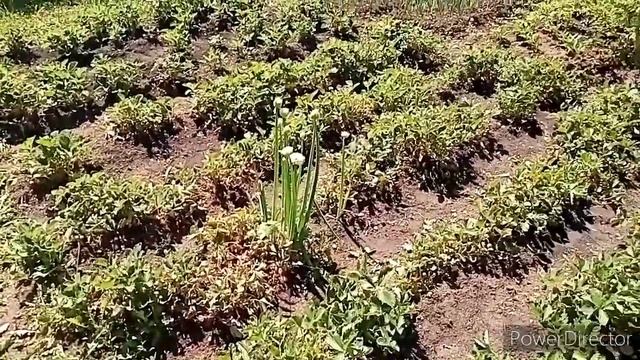 Что теперь с ними будет?! Жалуюсь на ютуб. Новые цветочки! смотреть онлайн