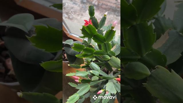 Повторное цветение кактуса Шлюмбергера. Февраль. смотреть онлайн