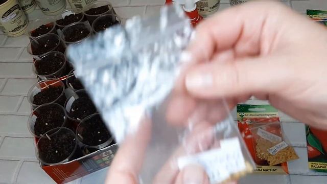 Первые всходы перца появились на ПЯТЫЙ день.Сею семена по старинке без замачивания и все всходит. смотреть онлайн