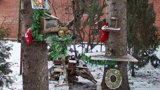 06.01.2023 Онлайн-трансляция белочек и птичек смотреть онлайн
