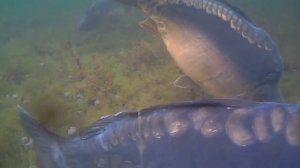 Карп и пеллетс 14 мм