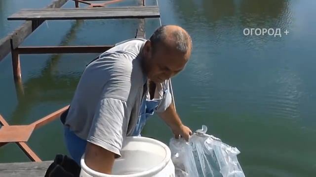 Откачиваю свой пруд и очищаю от всей рыбы до малька мотопомпой смотреть онлайн