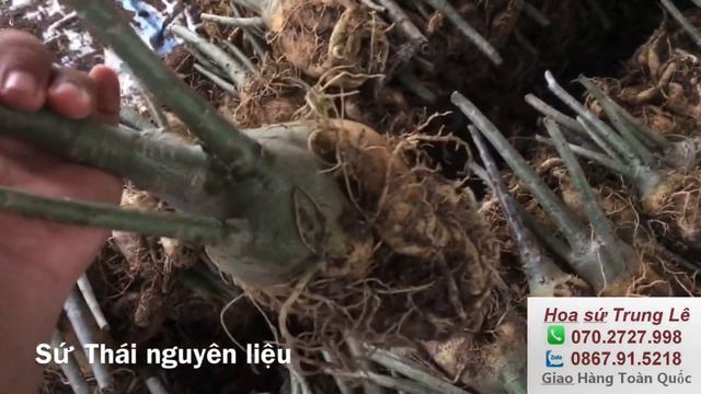 Sứ Thái nguyên thủy cánh đơn, sứ nguyên liệu tập ghép (07/05/2021). Đặt hàng: 0702727998 Trung Lê смотреть онлайн
