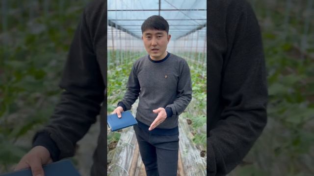 Как сэкономить на удобрениях!? #теплица #агробизнес #агроном #удобрения #тепличныйбизнес #лайфхаки смотреть онлайн