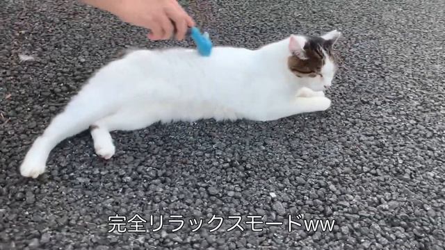 さも当然のようにブラッシングされる野良猫がこちらw 『今日もブラッシングよろしくにゃ！』 смотреть онлайн