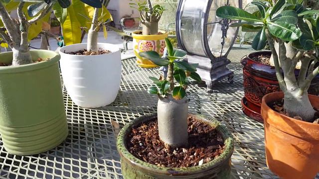 Desert Rose, Adenium enjoying the desert sunshine. смотреть онлайн
