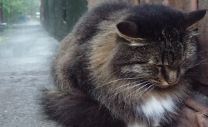 Кот грустит под дождём...