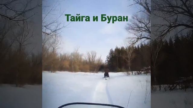 Тайга и Буран смотреть онлайн