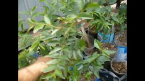 Зизифус, Унаби, китайский финик. Обзор сортов и урожая. Zizifus, unabi