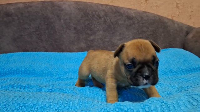 Щенки породы Французский бульдог/ 29.12. 2023 смотреть онлайн