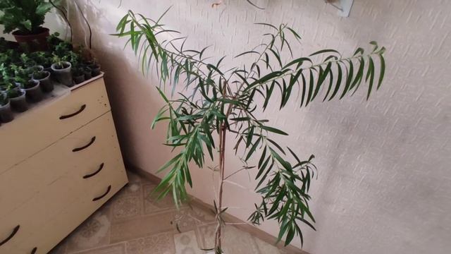 Что стало с моим каллистемоном? Цветение каллистемона на подоконнике. смотреть онлайн