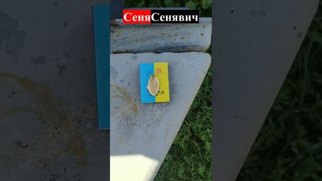 Перевіряю гарбуз на наявність і якість насіння смотреть онлайн