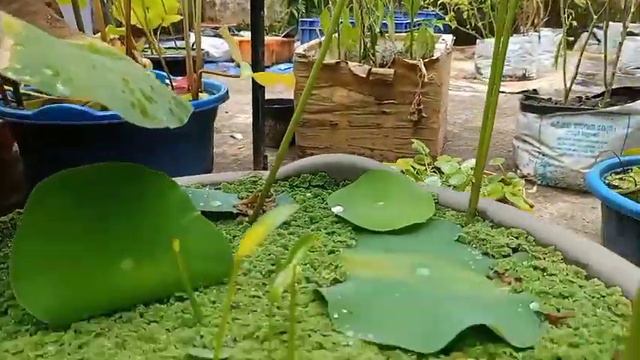 unboxing അടിപൊളി waterplant ❤️ rare plants #plant #gardening #trendingvideo смотреть онлайн