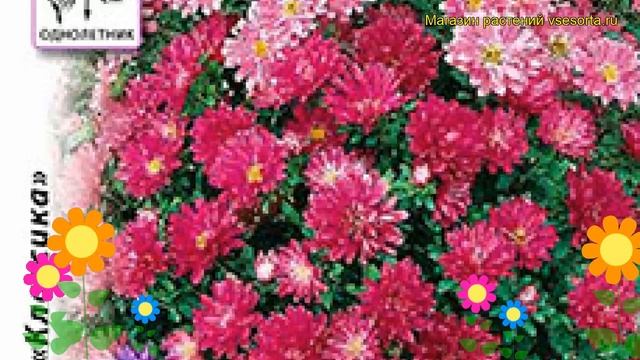 Астра китайская Пиноккио. Краткий обзор, описание характеристик callistephus chinensis смотреть онлайн